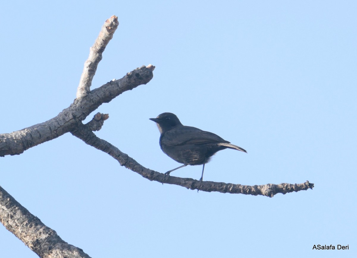 White-fronted Black-Chat - Fanis Theofanopoulos (ASalafa Deri)