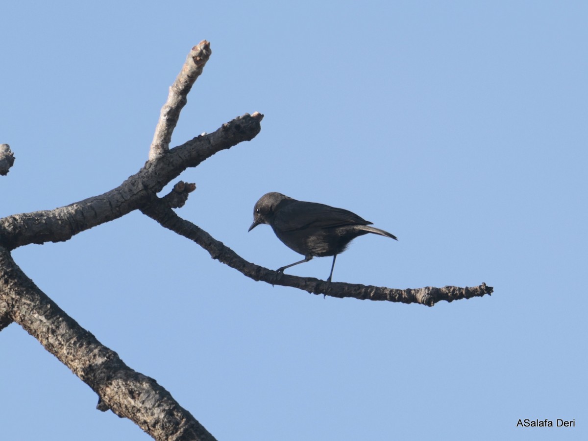 White-fronted Black-Chat - ML613859833