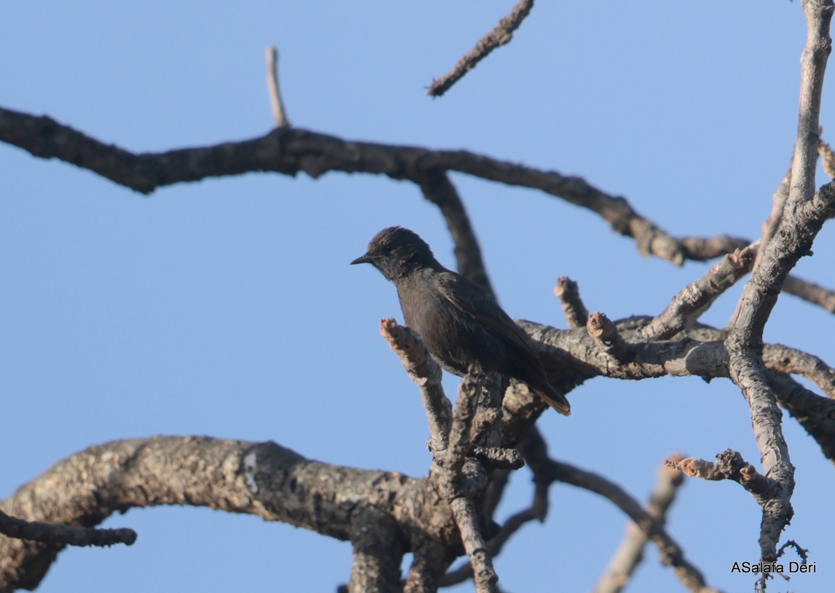 White-fronted Black-Chat - ML613859835