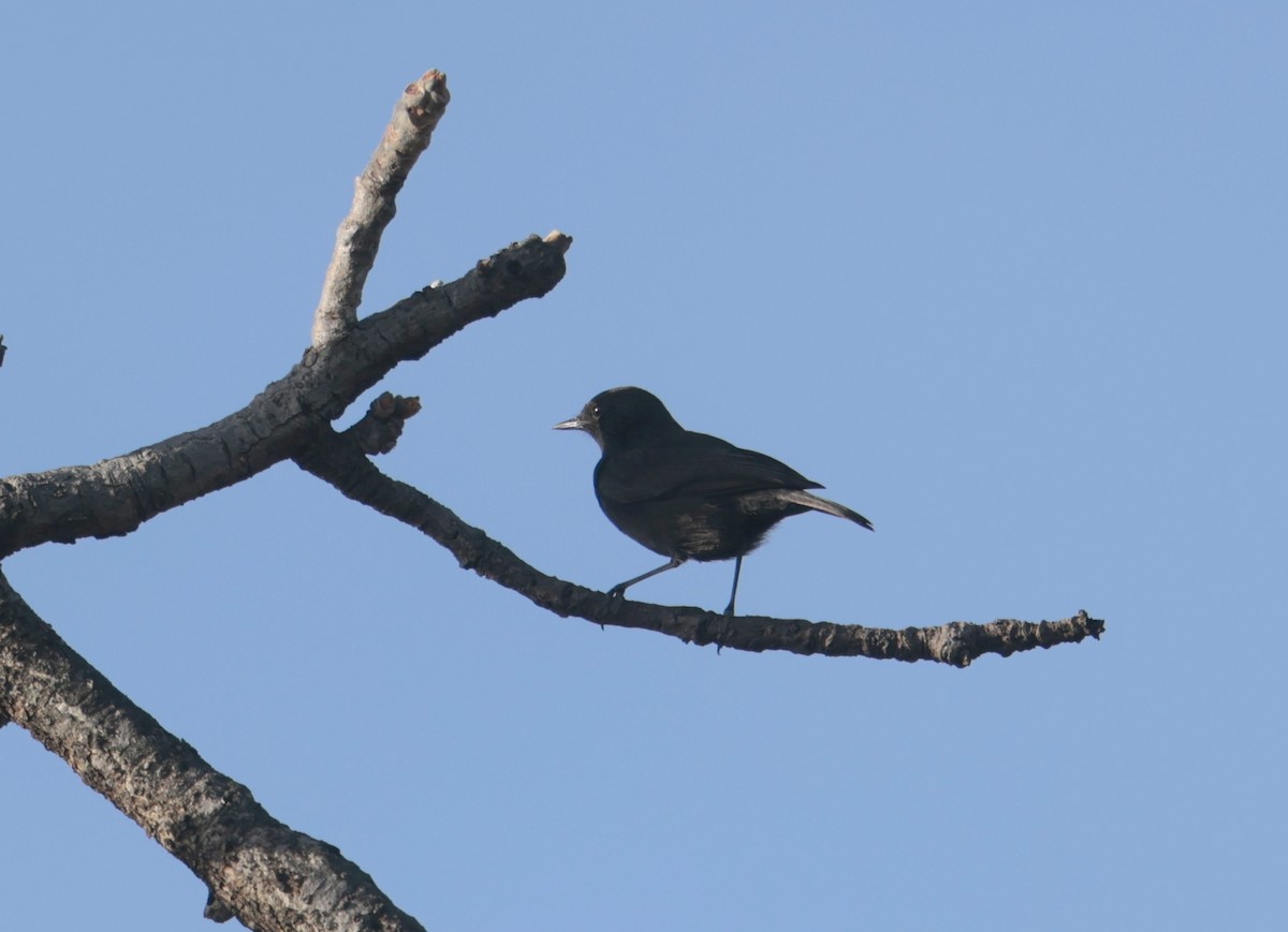 White-fronted Black-Chat - Fanis Theofanopoulos (ASalafa Deri)