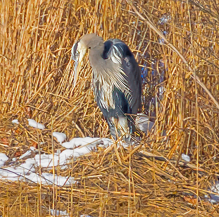 Great Blue Heron - ML613859901