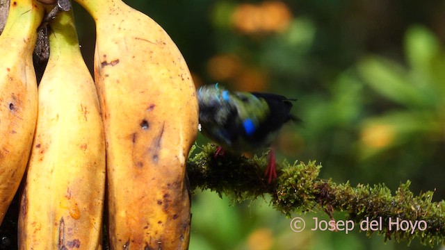 Red-legged Honeycreeper - ML613859908