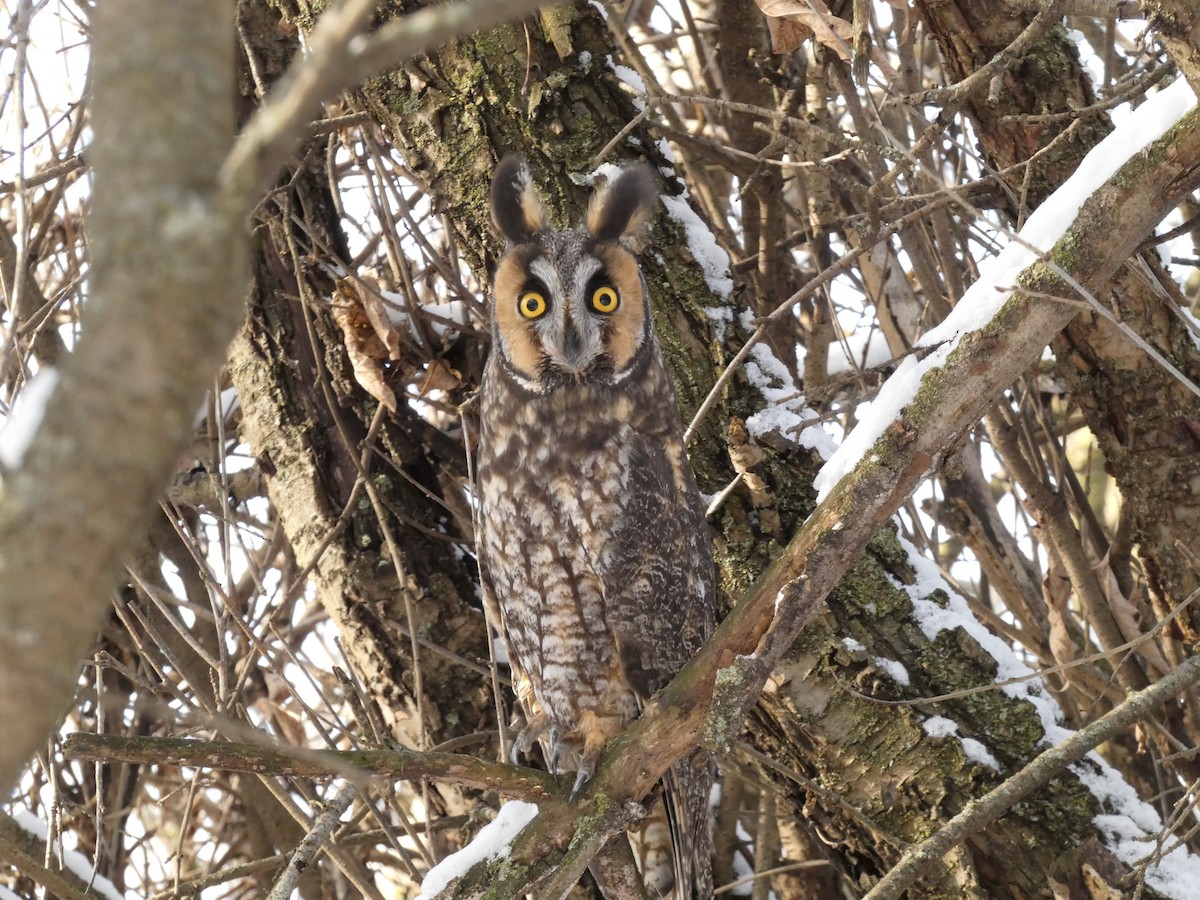 Long-eared Owl - ML613860057