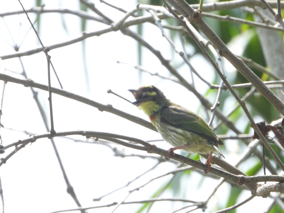 Coppersmith Barbet - Eitan C.