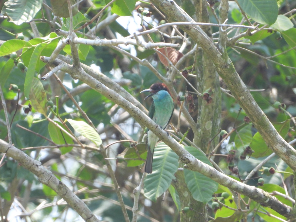 Blue-throated Bee-eater - ML613860097