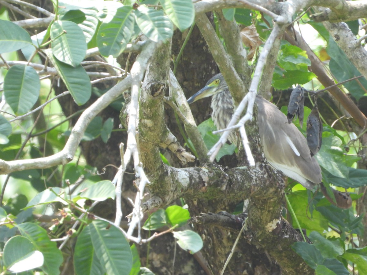 Garcilla sp. (Ardeola sp.) - ML613860101