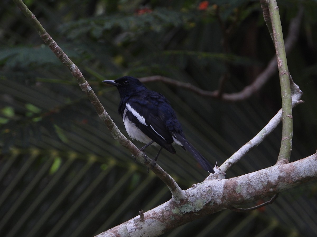 Oriental Magpie-Robin - ML613860108