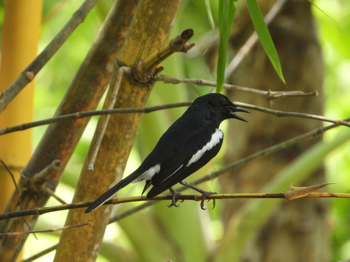 Oriental Magpie-Robin - ML613860116