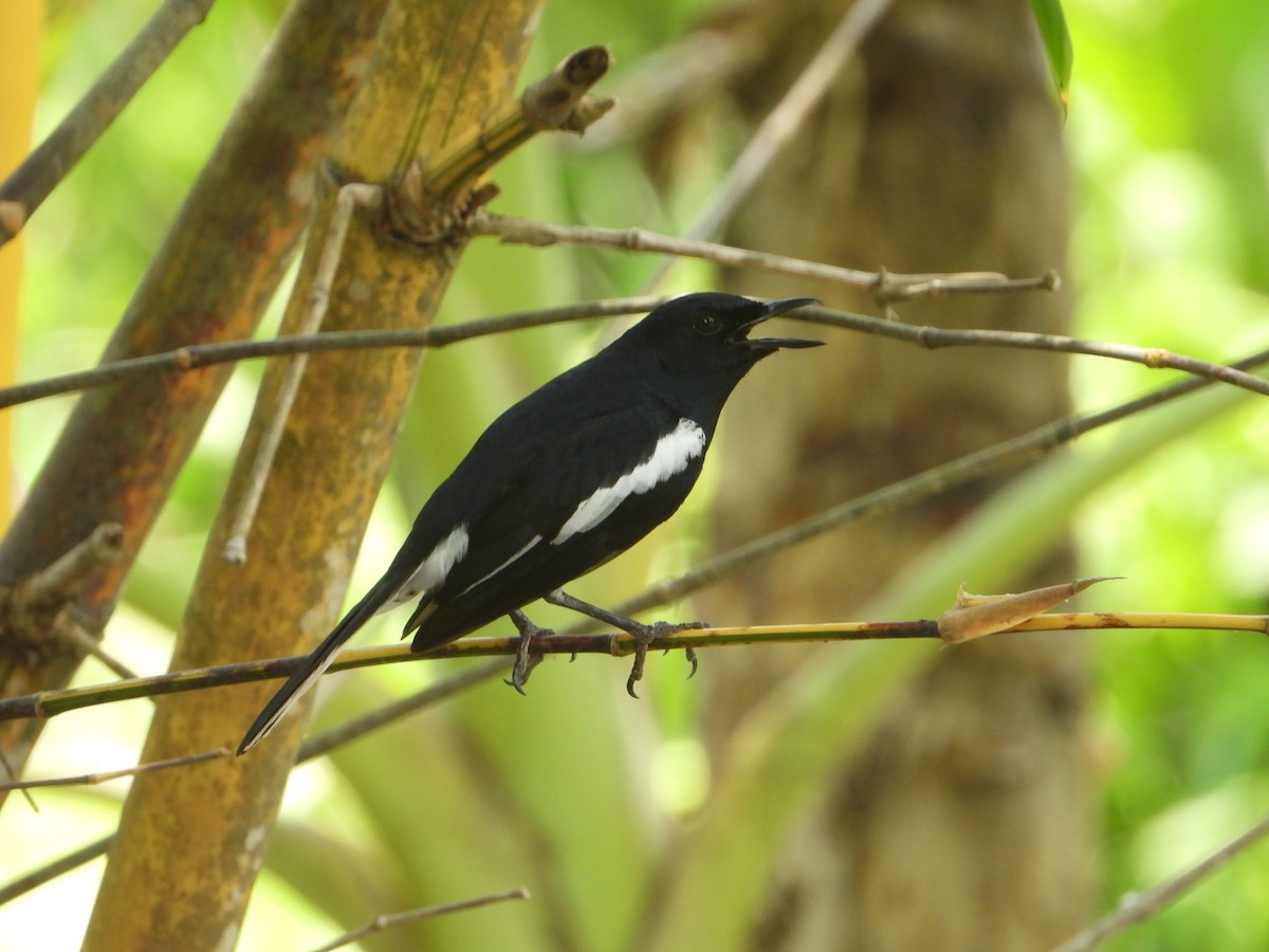Oriental Magpie-Robin - ML613860124