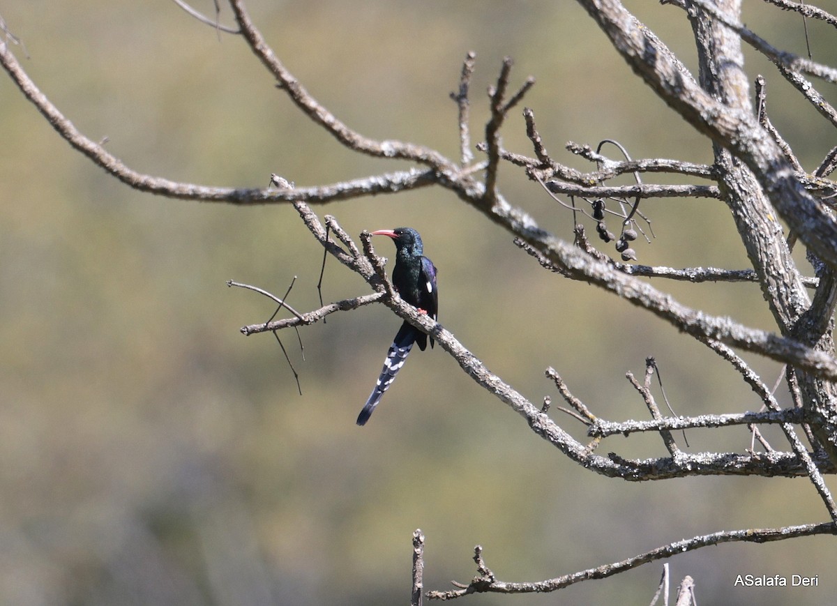 Green Woodhoopoe - ML613860155