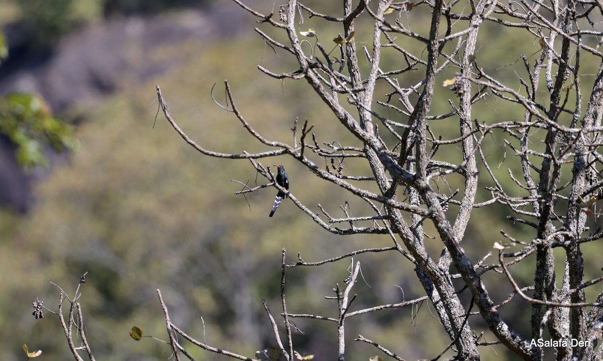 Green Woodhoopoe - ML613860156