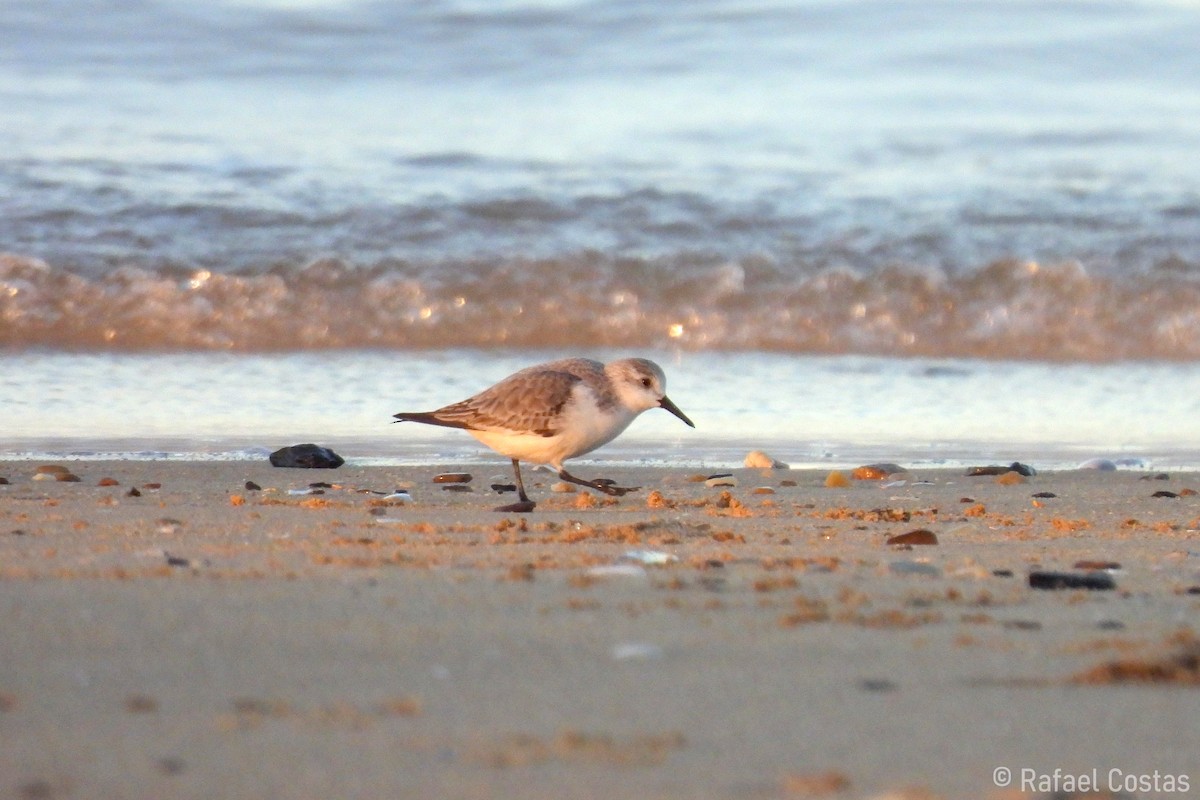 Sanderling - Rafael Costas