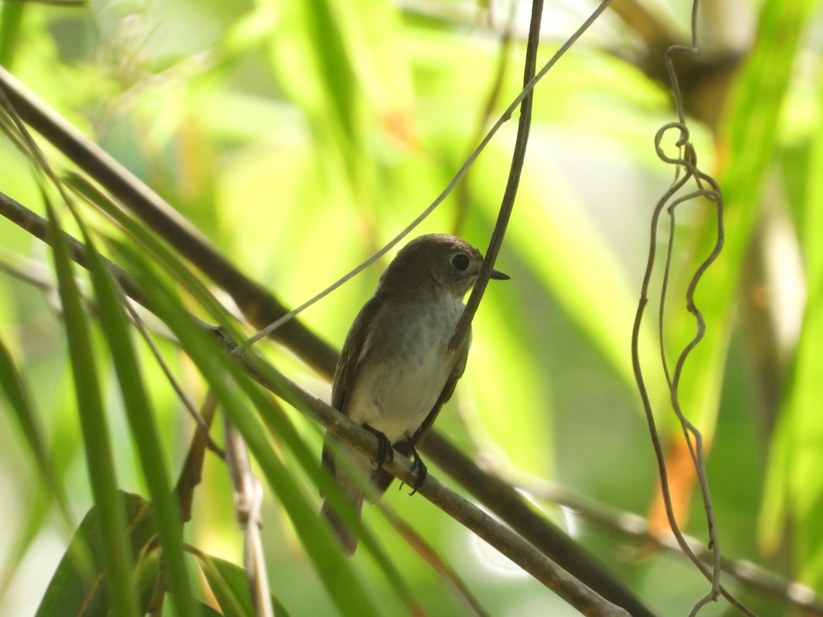 Asian Brown Flycatcher - ML613860179