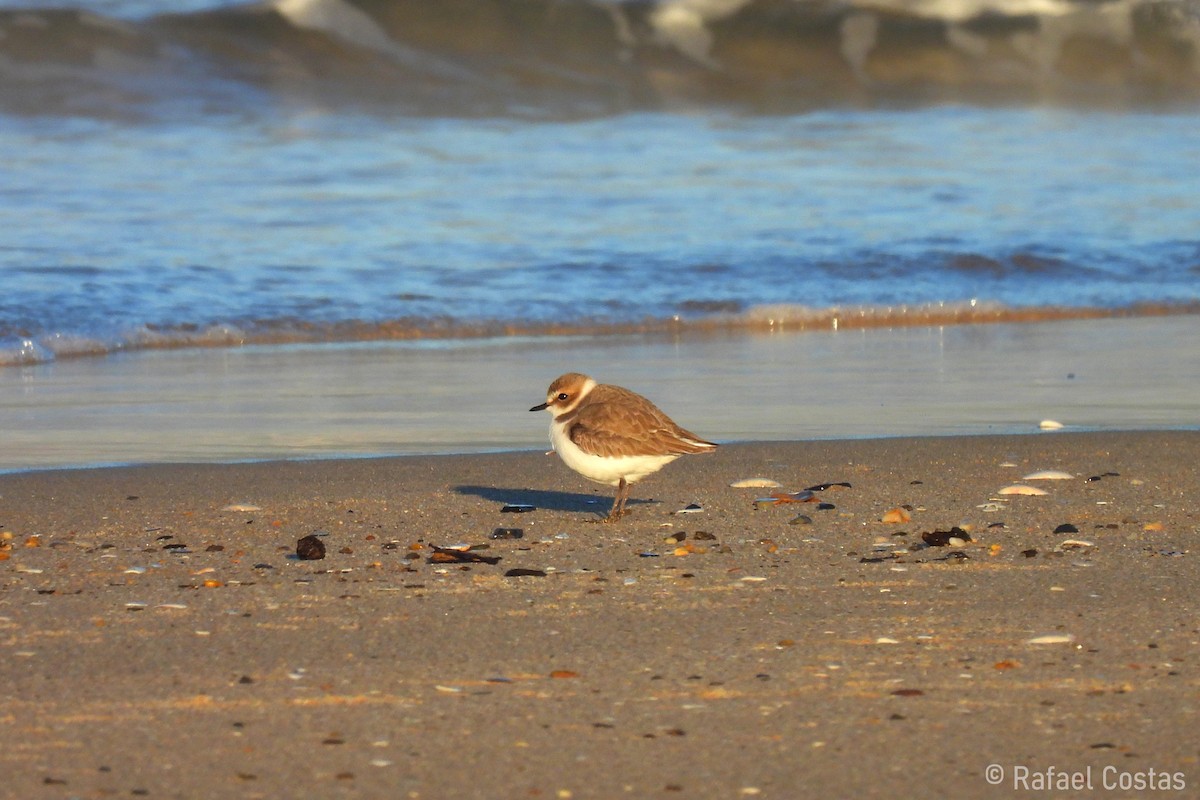 Kentish Plover - ML613860183