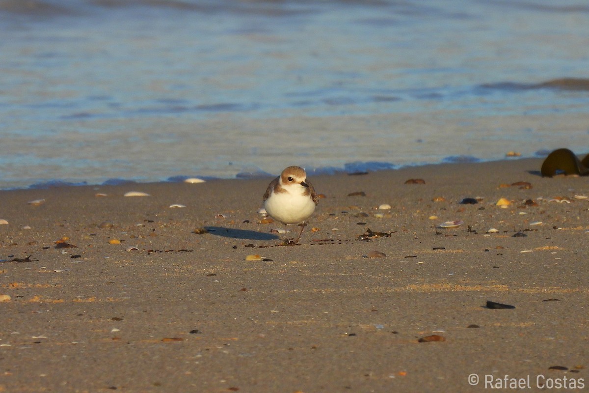 Kentish Plover - Rafael Costas