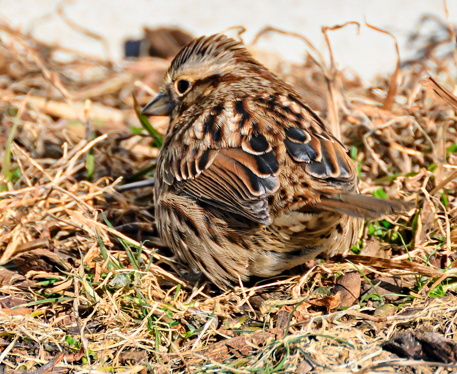 Song Sparrow - ML613860211