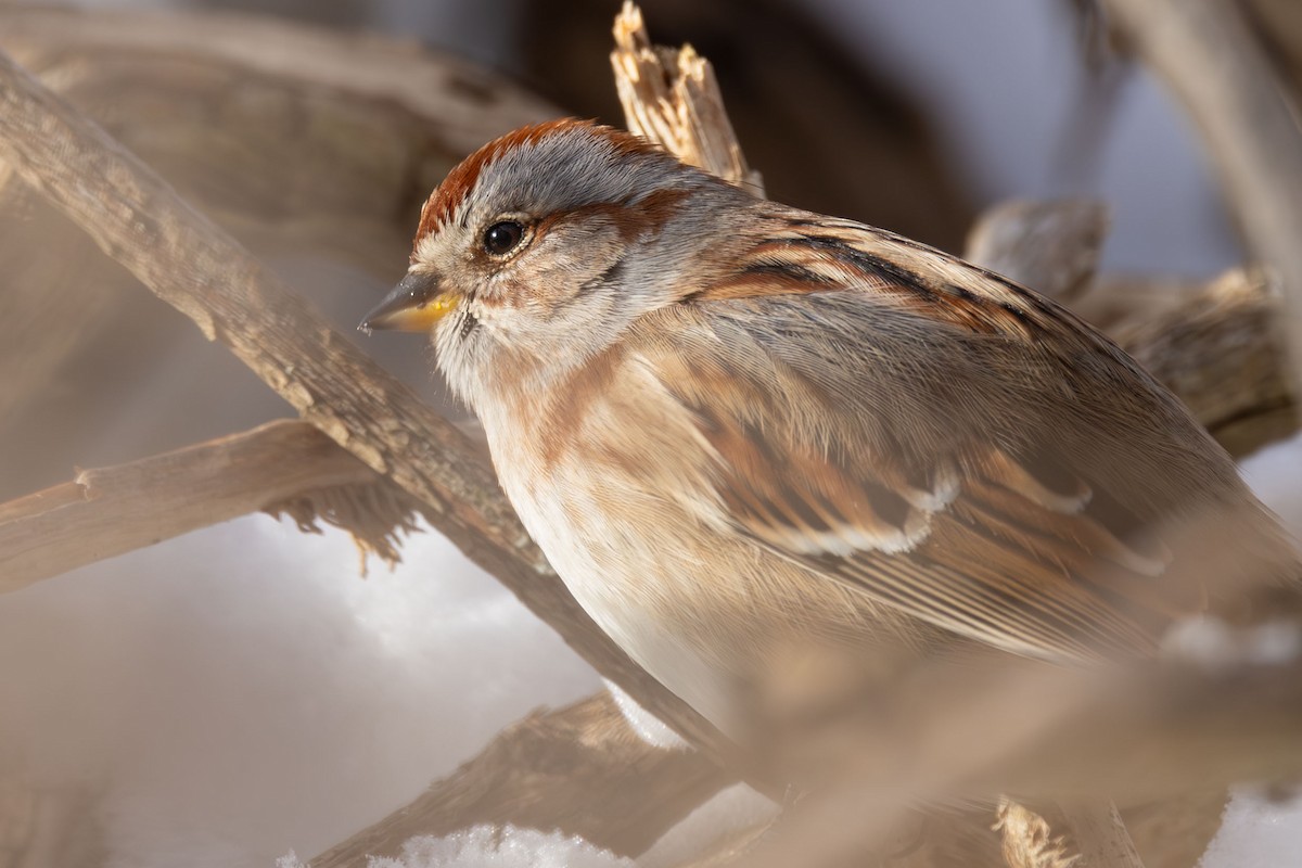 American Tree Sparrow - ML613860228