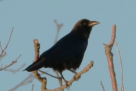 American Crow - michael vedder