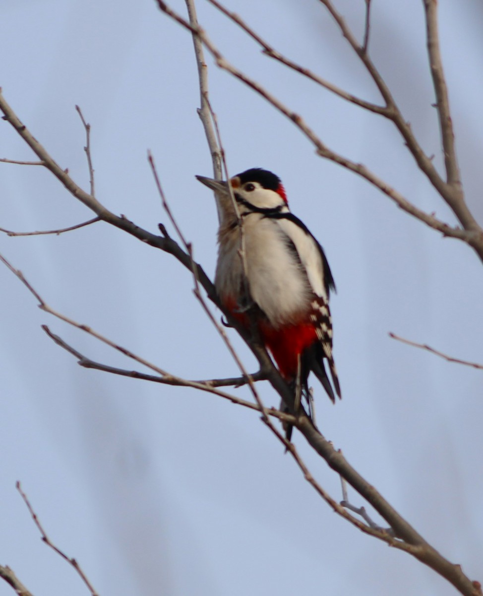 Great Spotted Woodpecker - ML613860344