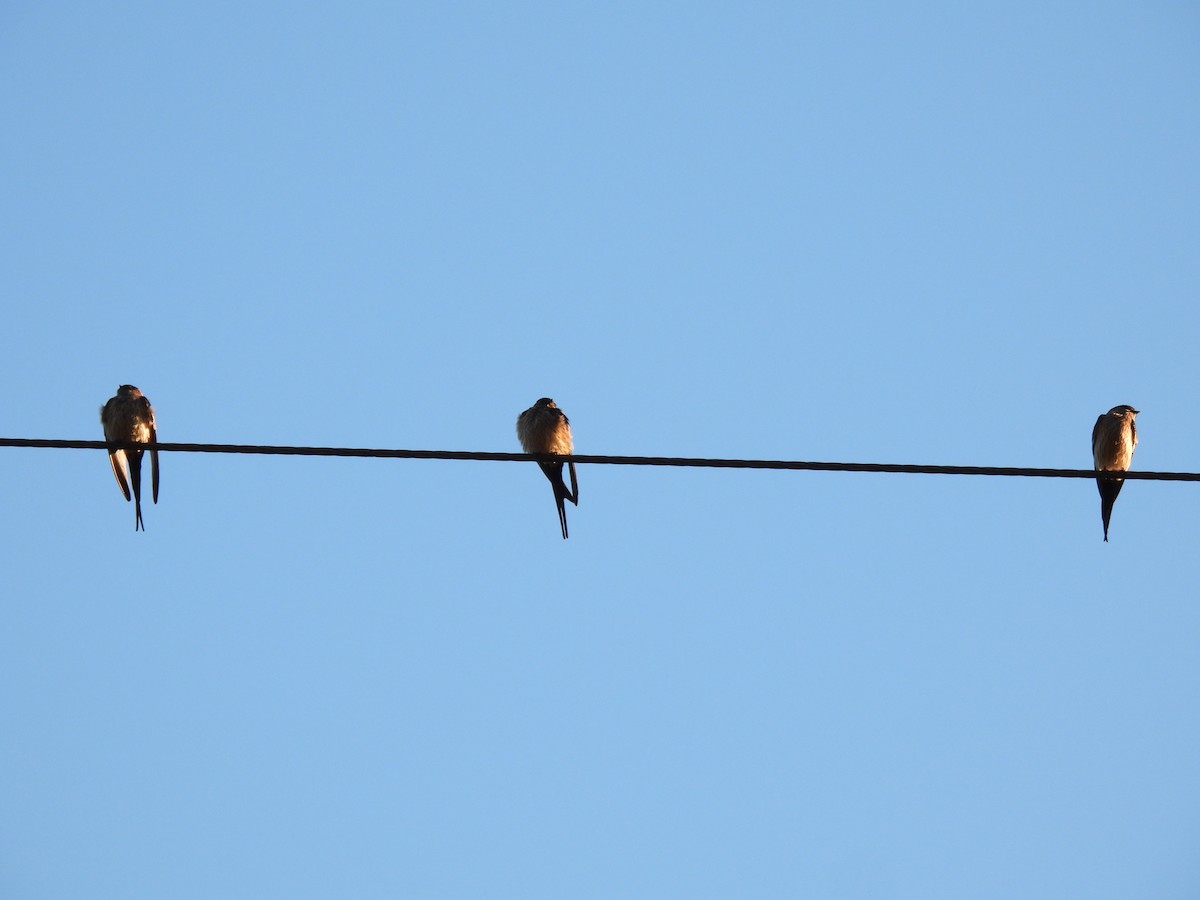 Striated Swallow - ML613860358