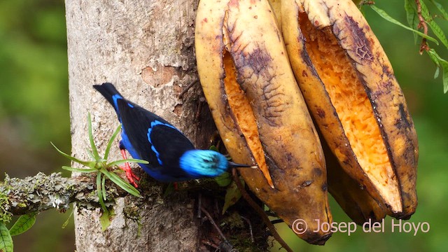 Red-legged Honeycreeper - ML613860406