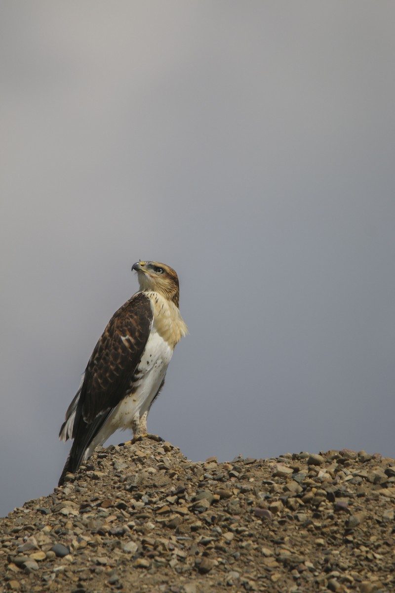 Ferruginous Hawk - ML613860515