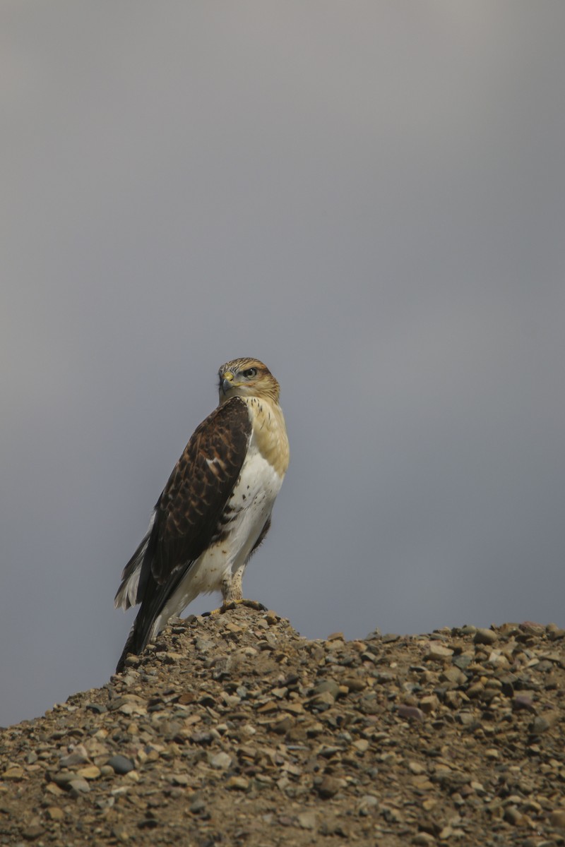 Ferruginous Hawk - ML613860521
