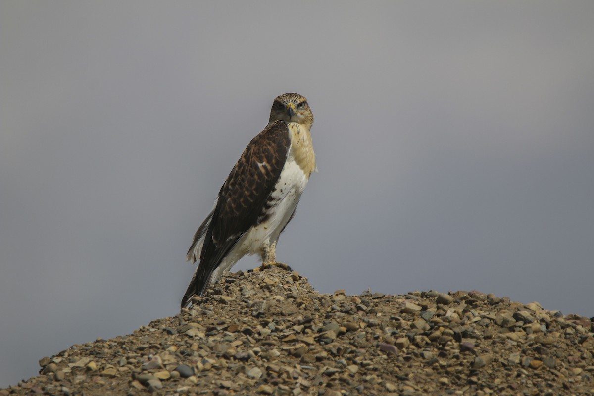 Ferruginous Hawk - ML613860525