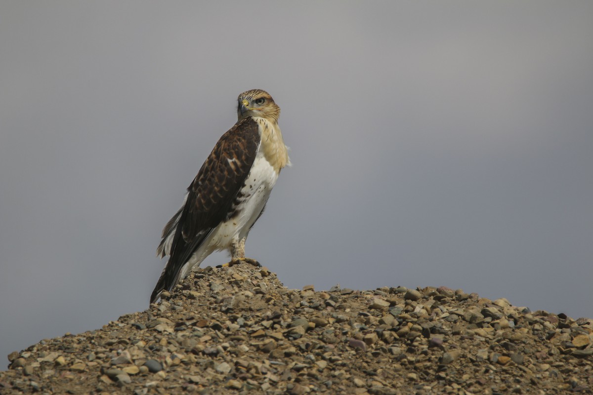Ferruginous Hawk - ML613860526