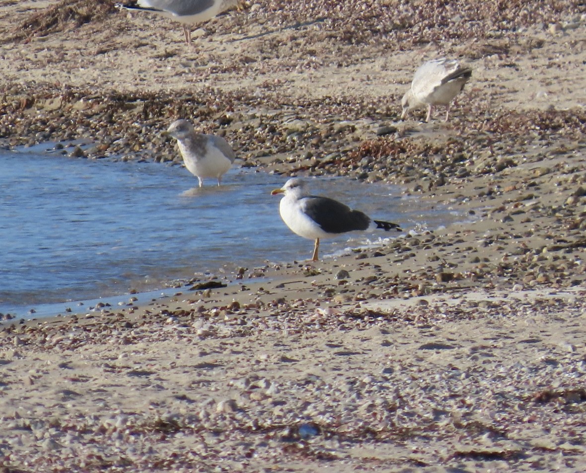 Lesser Black-backed Gull - ML613860540