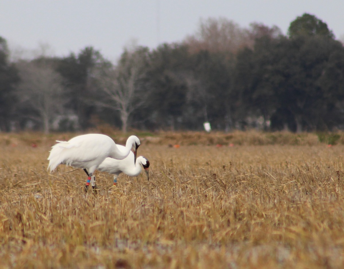 Whooping Crane - ML613860557