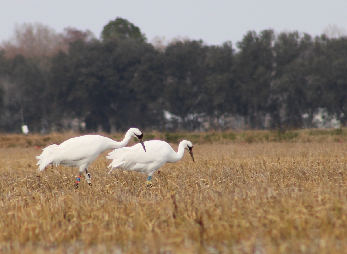 Whooping Crane - ML613860558