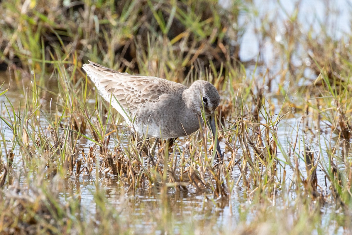 Short-billed Dowitcher - ML613860716