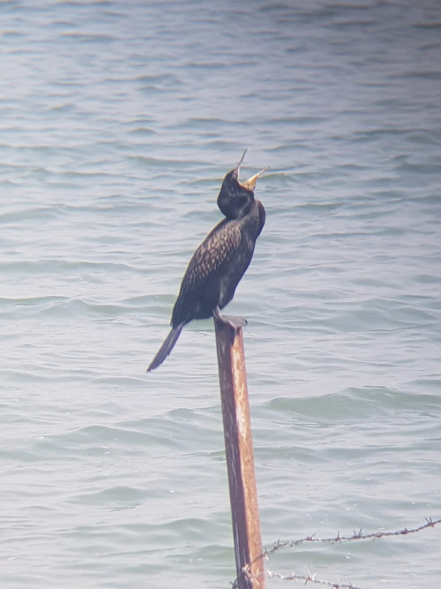 Cormoran à cou brun - ML613860718