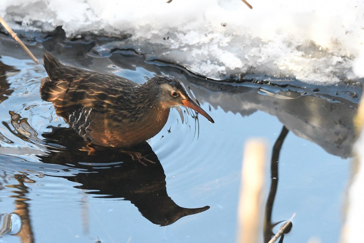 Virginia Rail - ML613860894