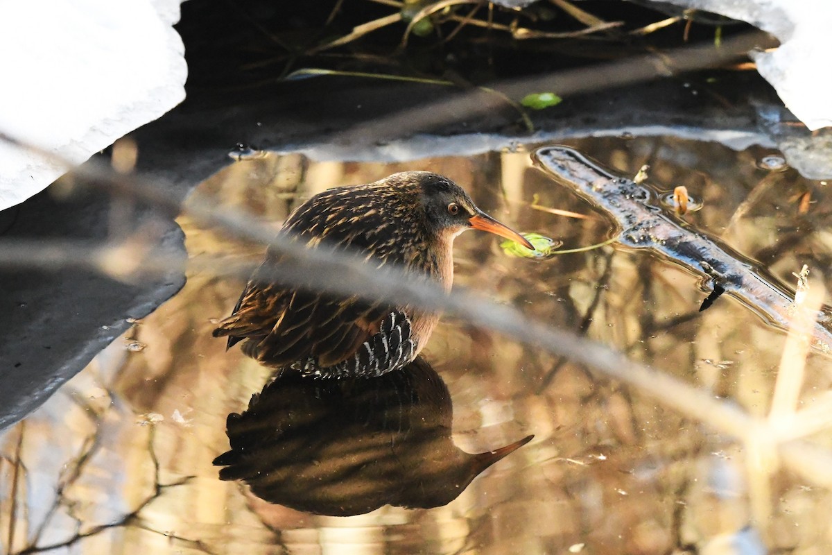 Virginia Rail - ML613860908