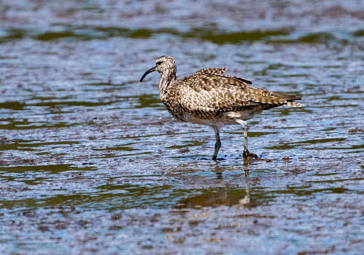 Whimbrel - ML613860915