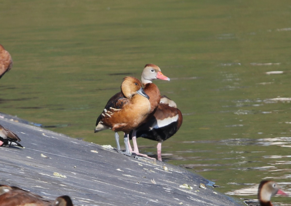 Fulvous Whistling-Duck - ML613860919
