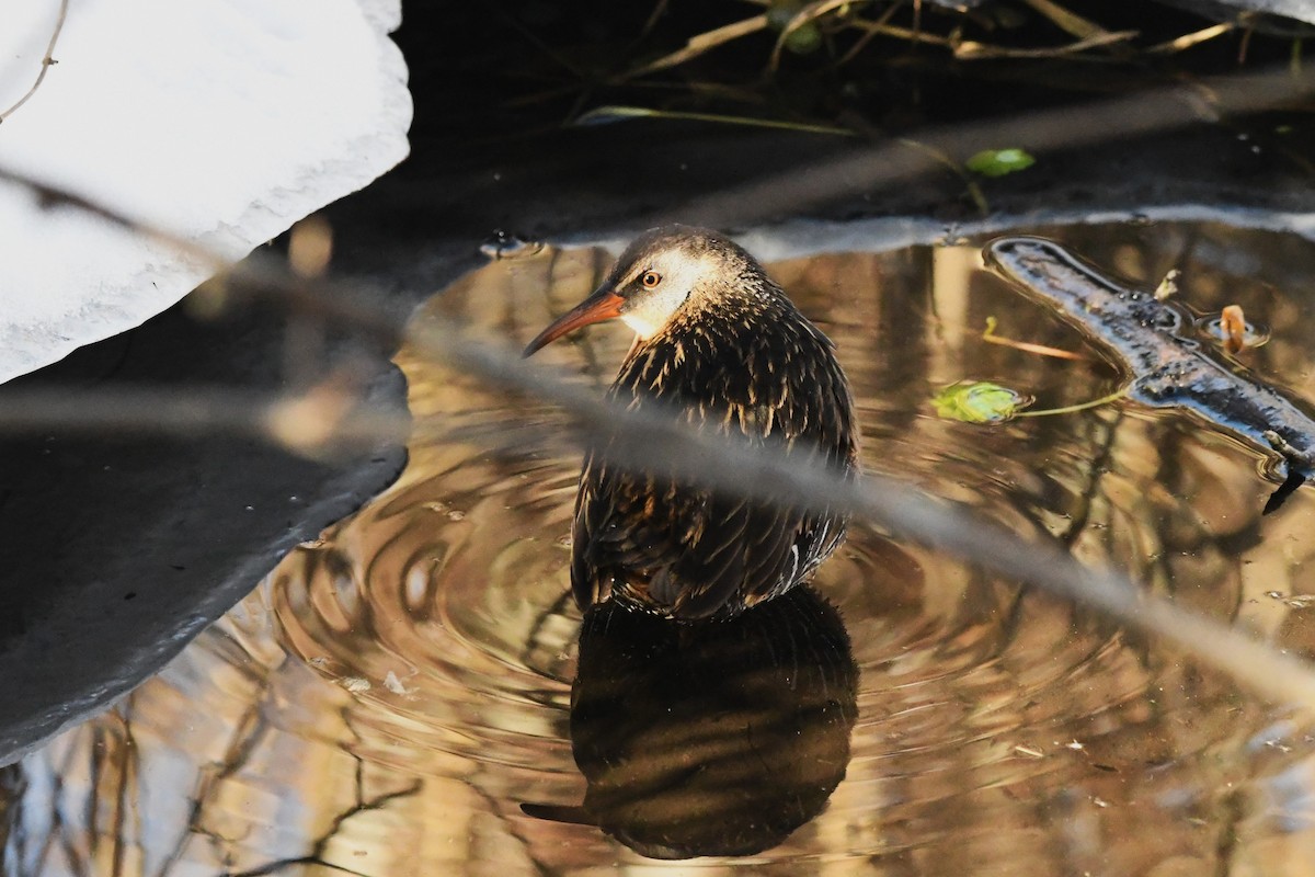 Virginia Rail - ML613860938