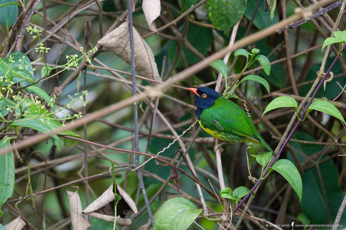 Black-chested Fruiteater - ML613860964