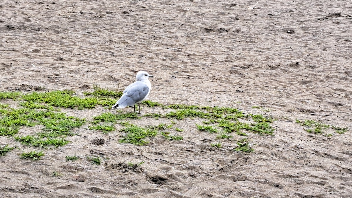 Ring-billed Gull - ML613861010