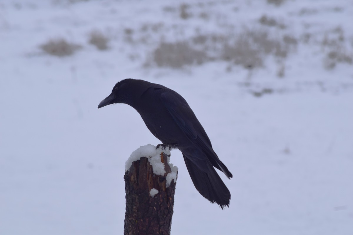 Common Raven - ML613861011