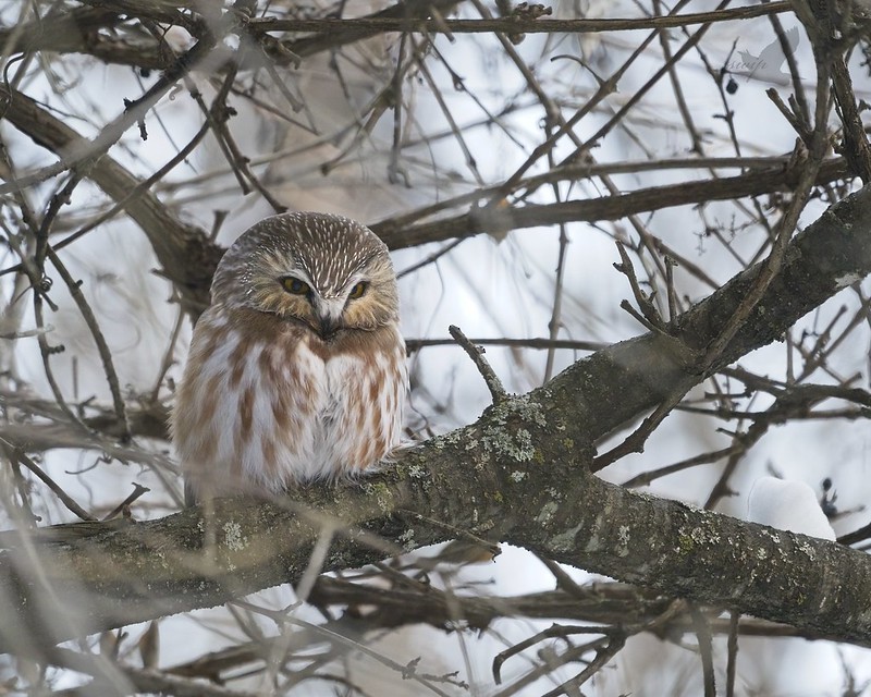 Northern Saw-whet Owl - ML613861019