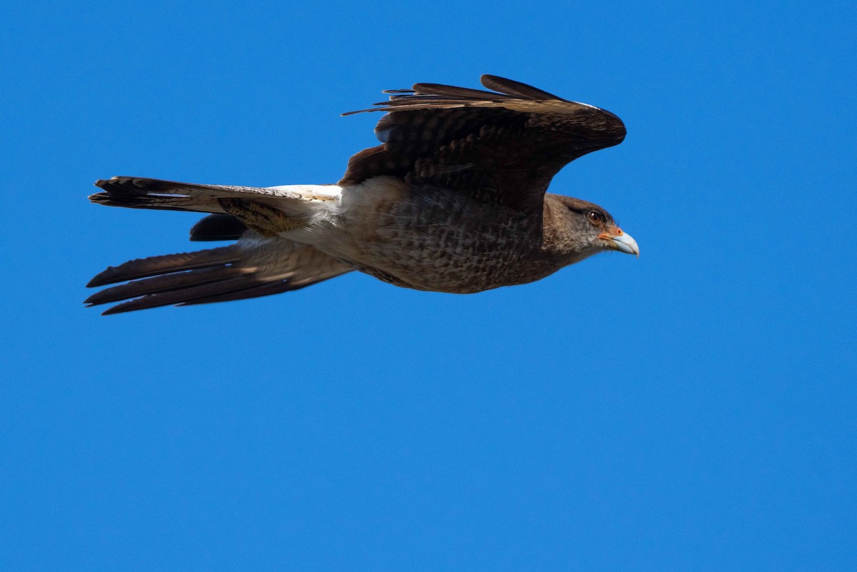 Caracara Chimango - ML613861038