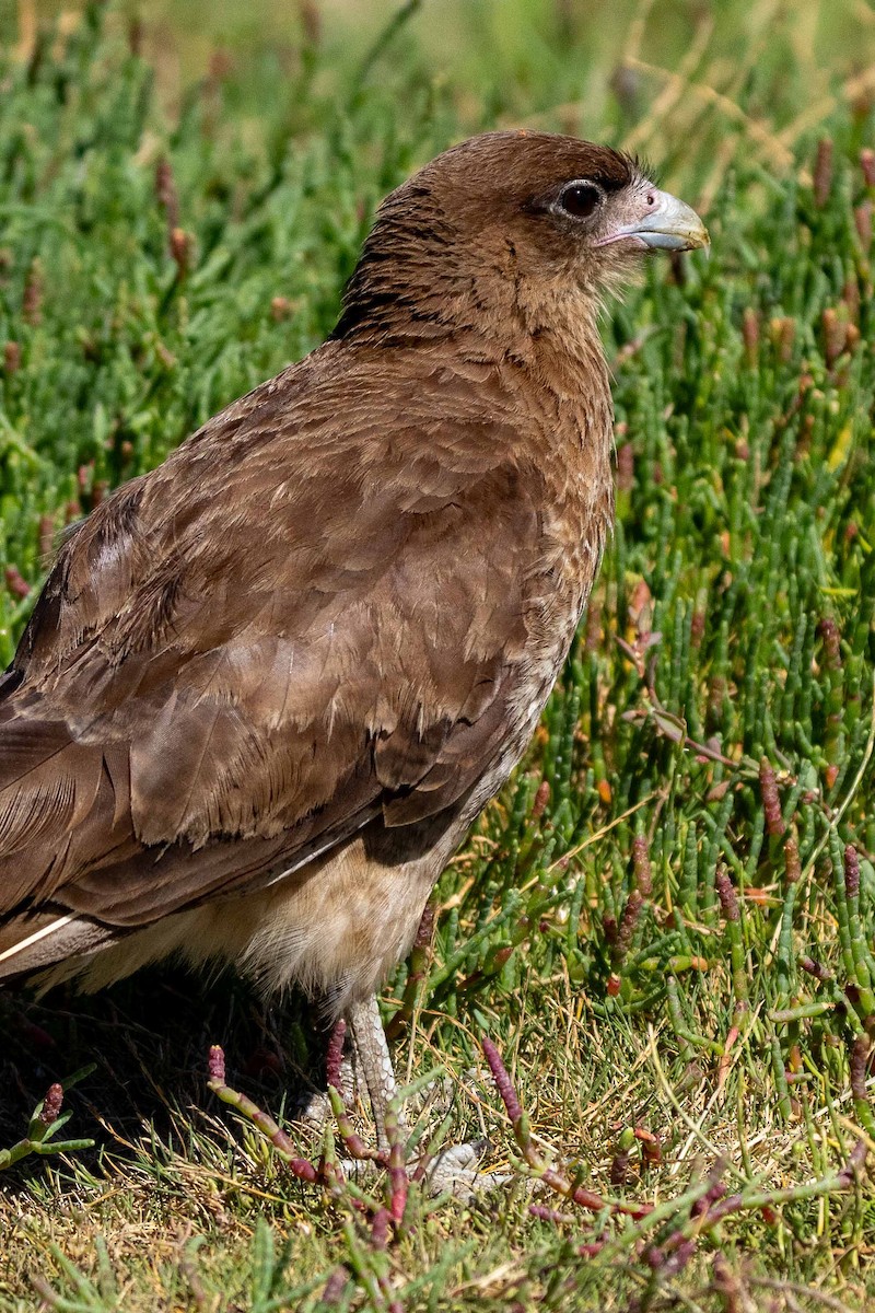 Caracara Chimango - ML613861039