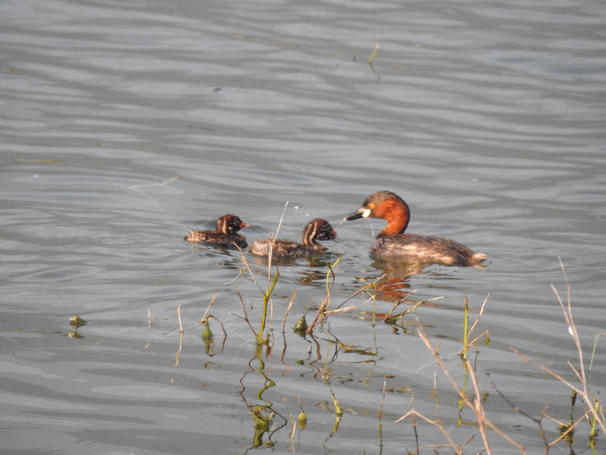 Little Grebe - ML613861049