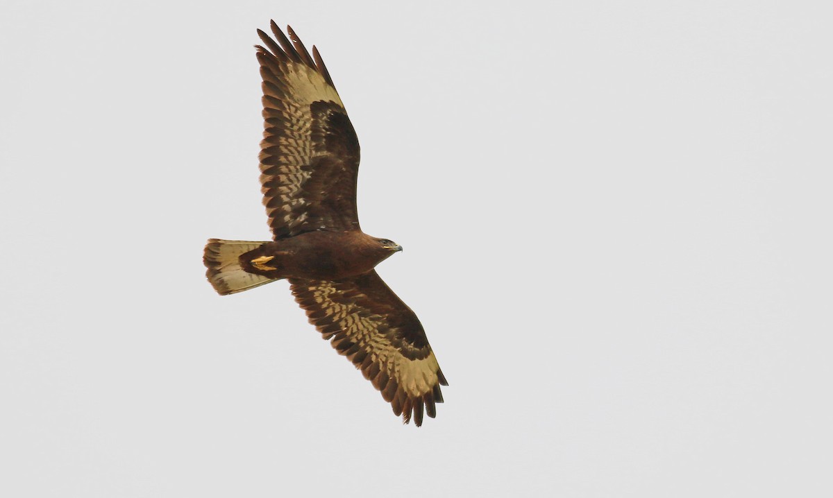 Common Buzzard (Steppe) - ML613861057