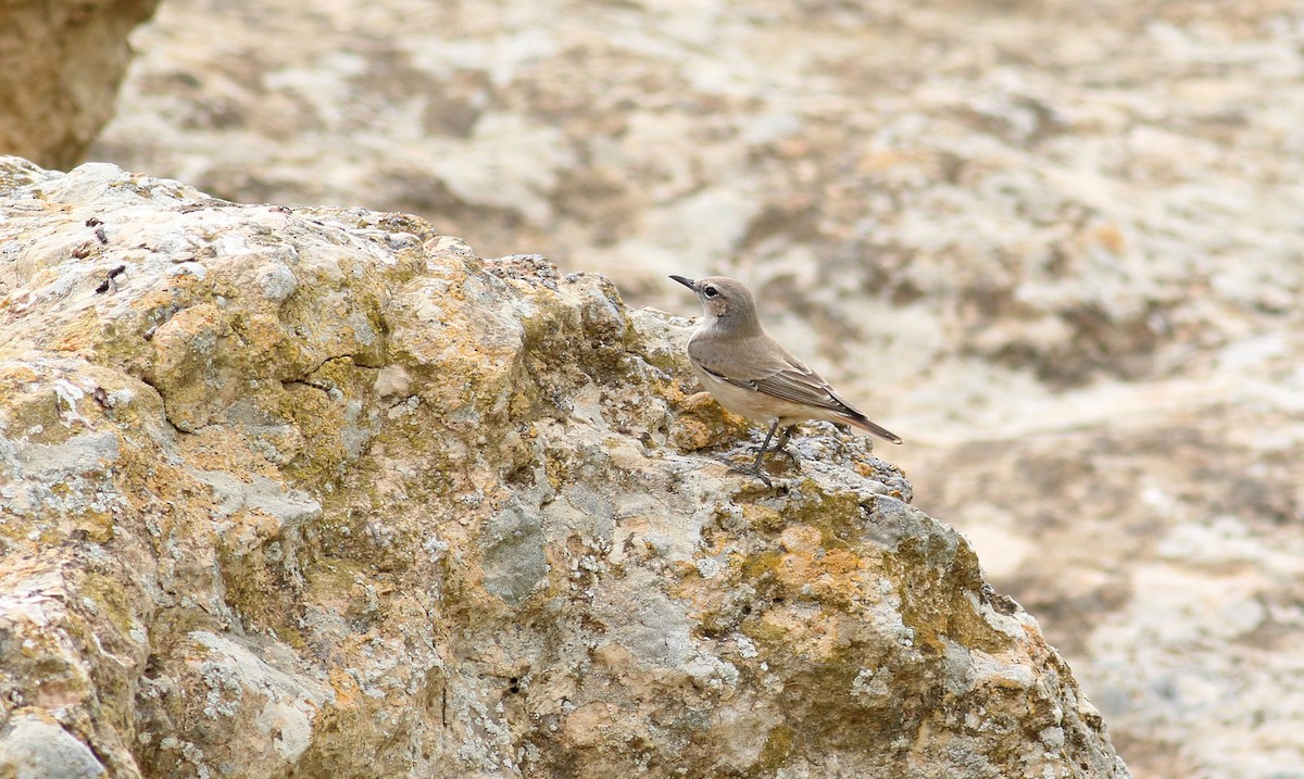 Persian Wheatear - Jon Heath