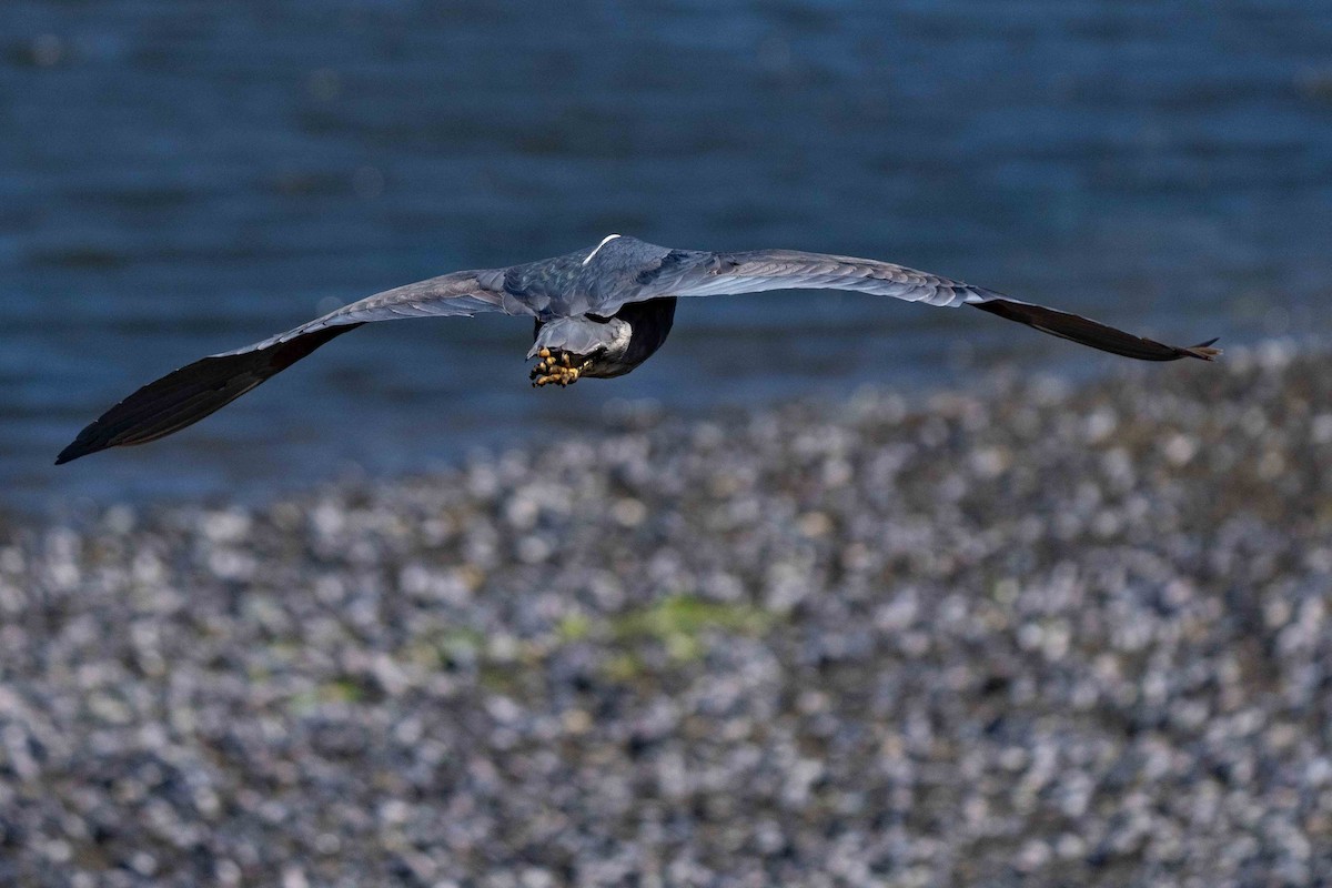 Black-crowned Night Heron - ML613861130