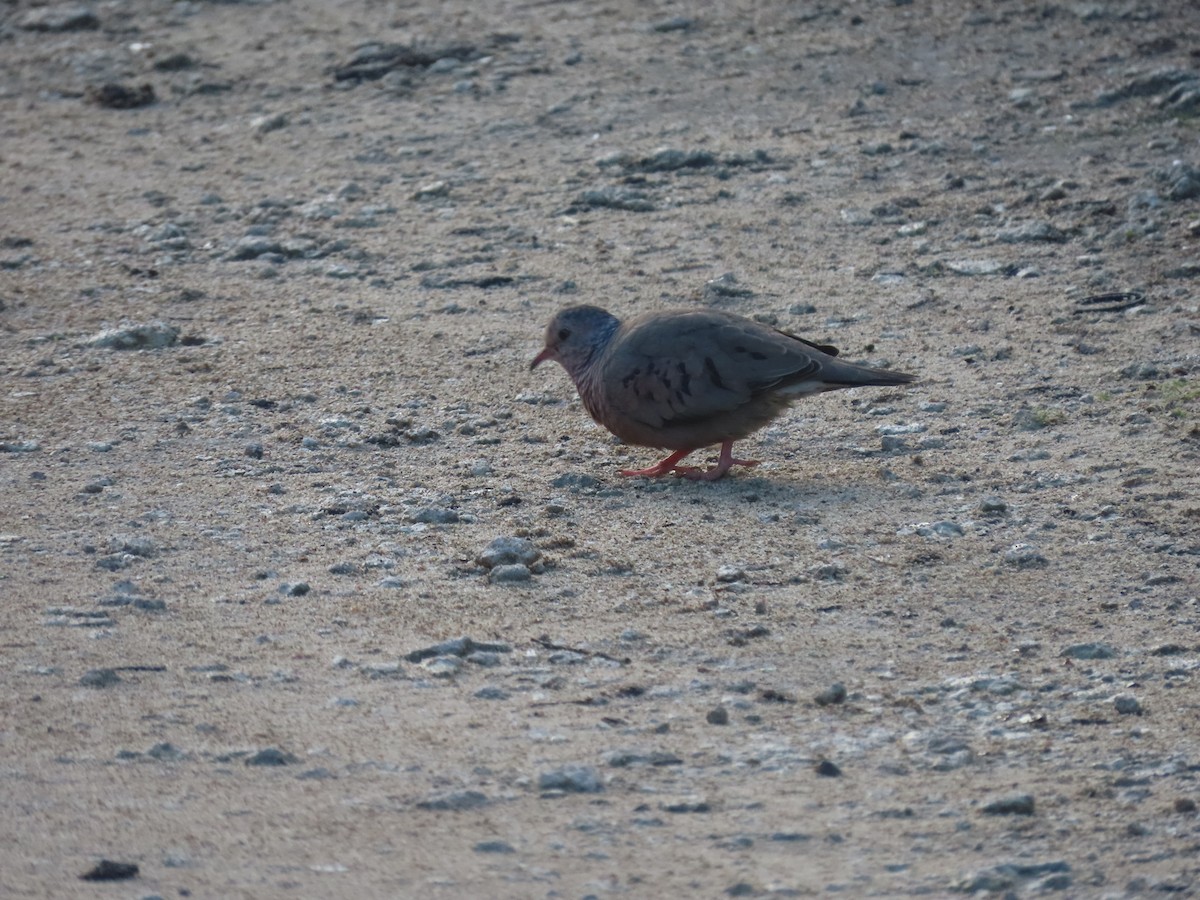 Common Ground Dove - ML613861250